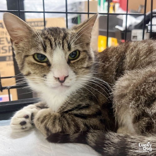 MUFFIN MAN - Domestic Shorthair for adoption in Alexandria