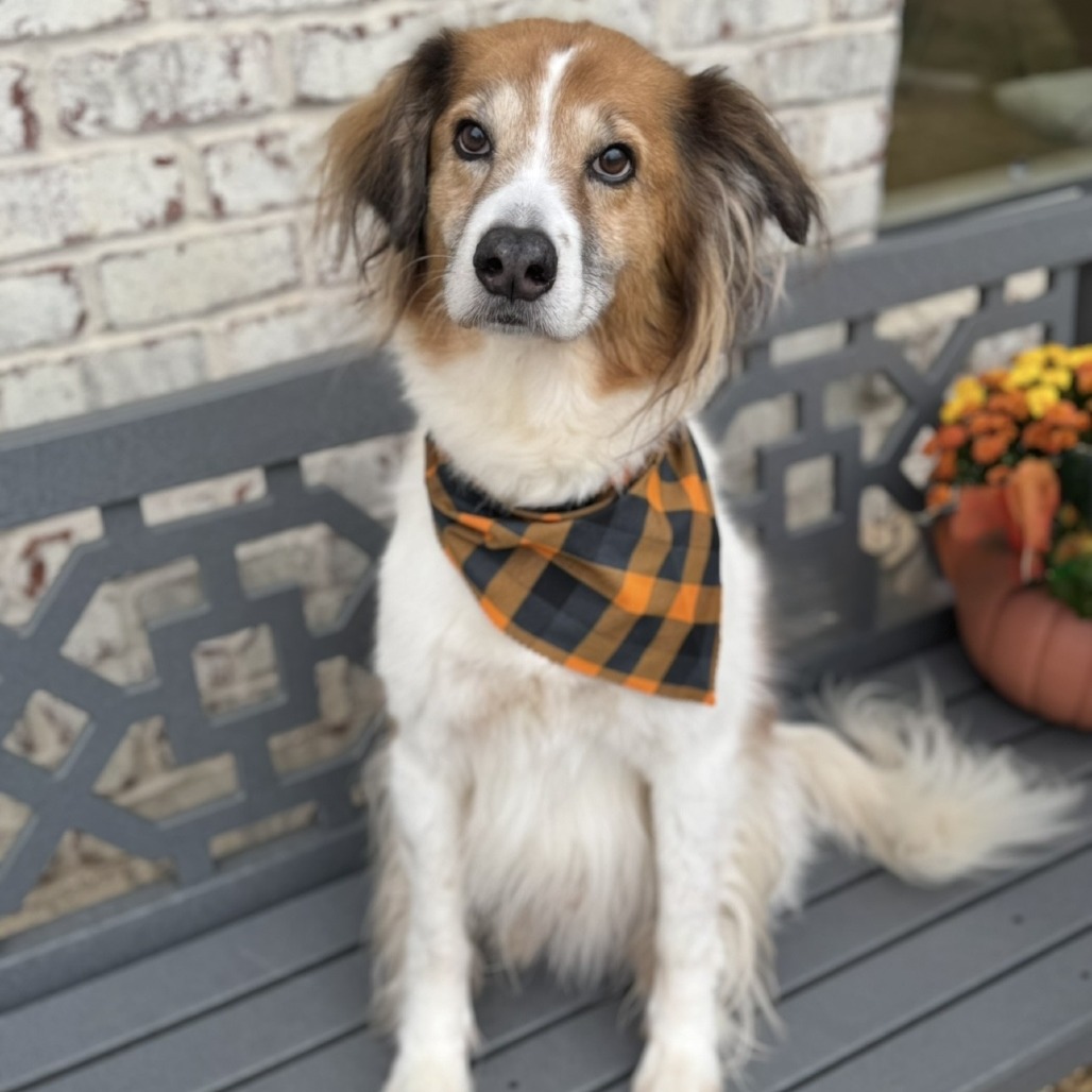 Raleigh is available for adoption at Full Circle Rescue and Sanctuary