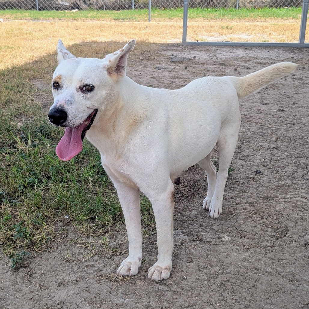 REBA - Cattle Dog, Australian (Red Heeler) / Mixed Breed (Medium) available for adoption
