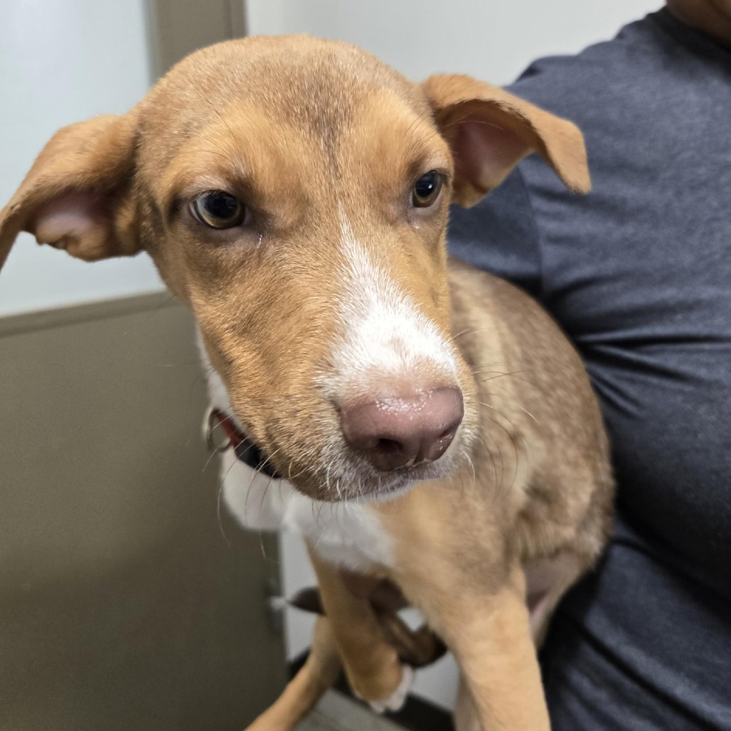 FESTER - Mixed Breed (Medium) available for adoption