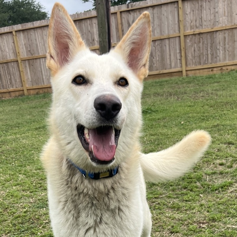 TIGGER - Shepherd / Husky available for adoption