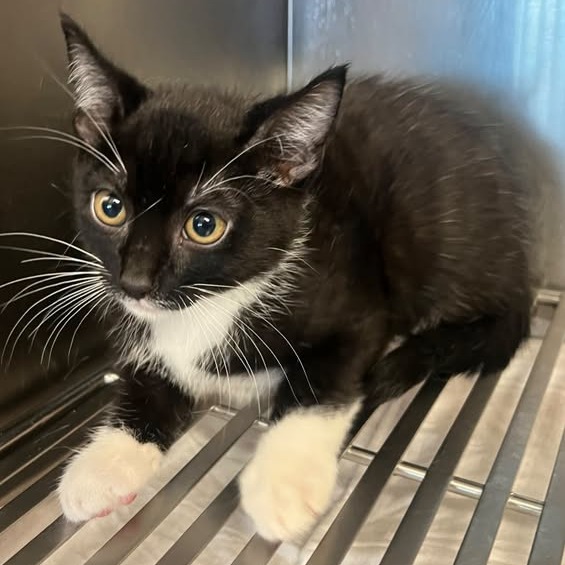 Seacliff - Domestic Shorthair