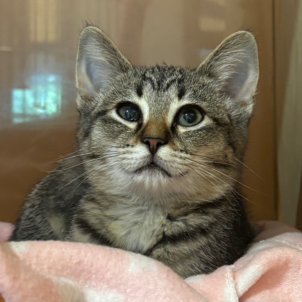HALLIE - Domestic Shorthair available for adoption