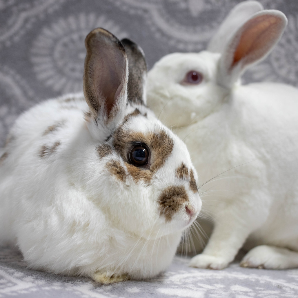 Ms. Peep (bonded to Camilo)