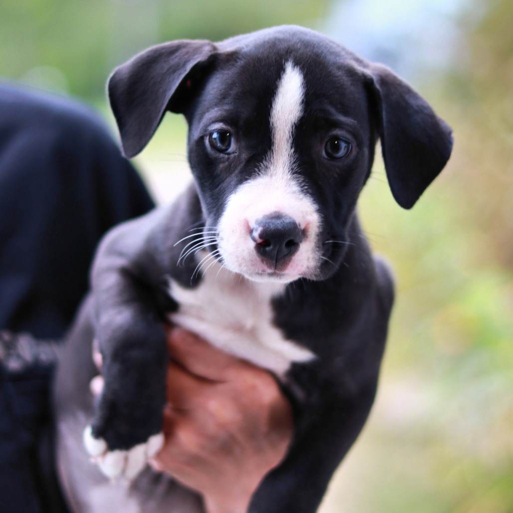 NY Moose (Foster in Mahopac NY)