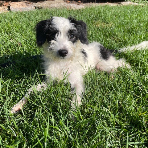 BESSIE - Terrier / Poodle available for adoption