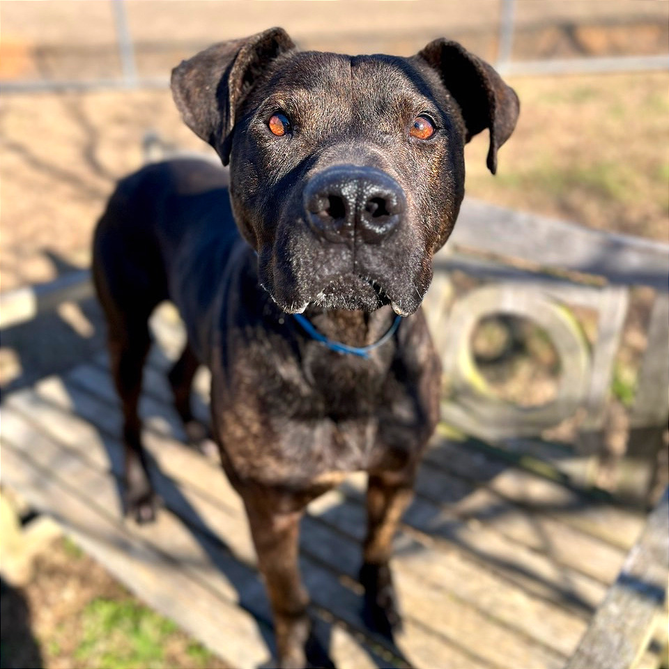 Gravy — thumbnail 4