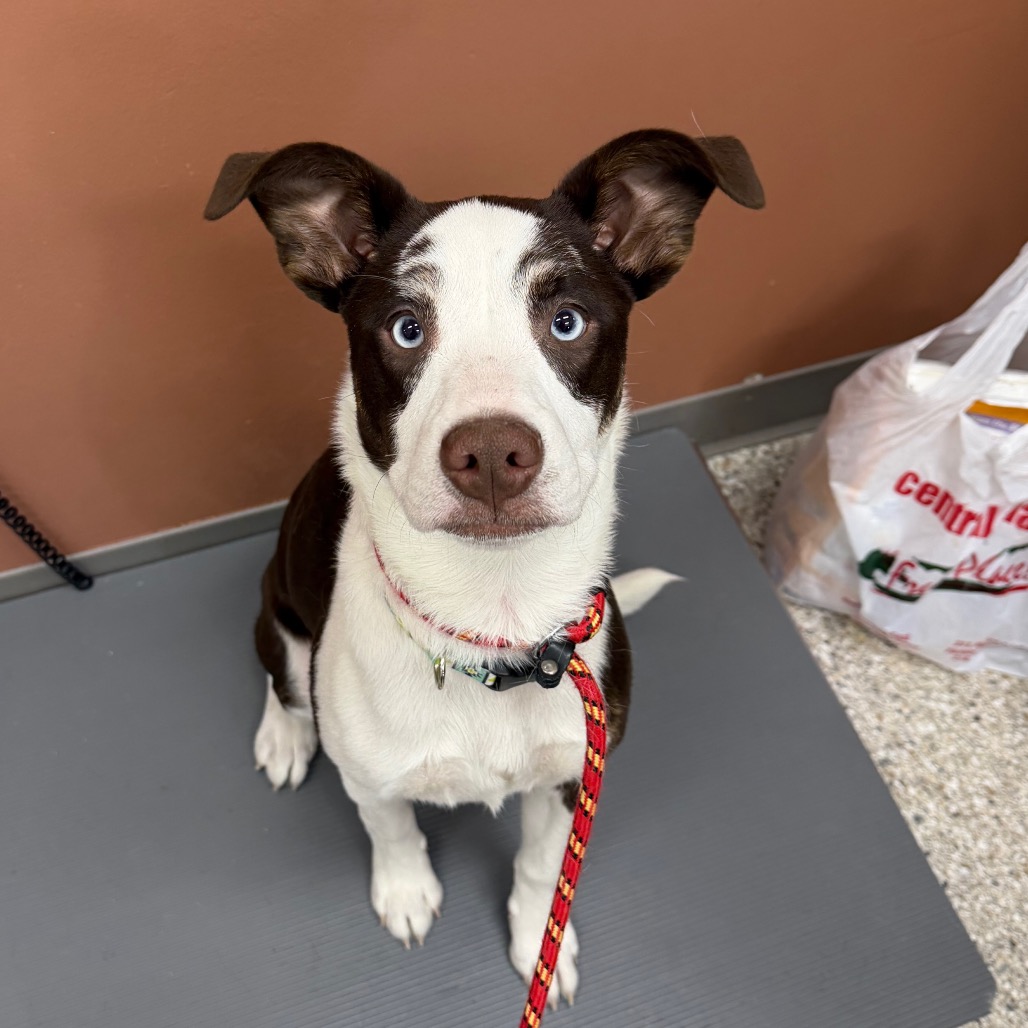 Talli — thumbnail 2