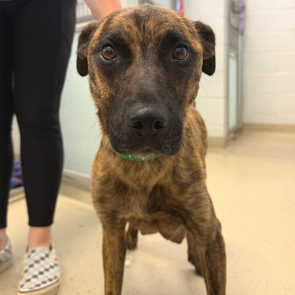 DELTA DAWN (IN FOSTER) - Terrier, American Pit Bull / Shepherd, German available for adoption