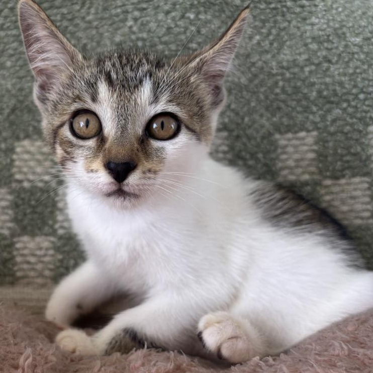 TINY KIT KAT - Domestic Shorthair available for adoption