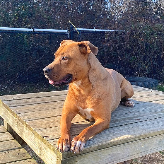 Elsie, photo 8