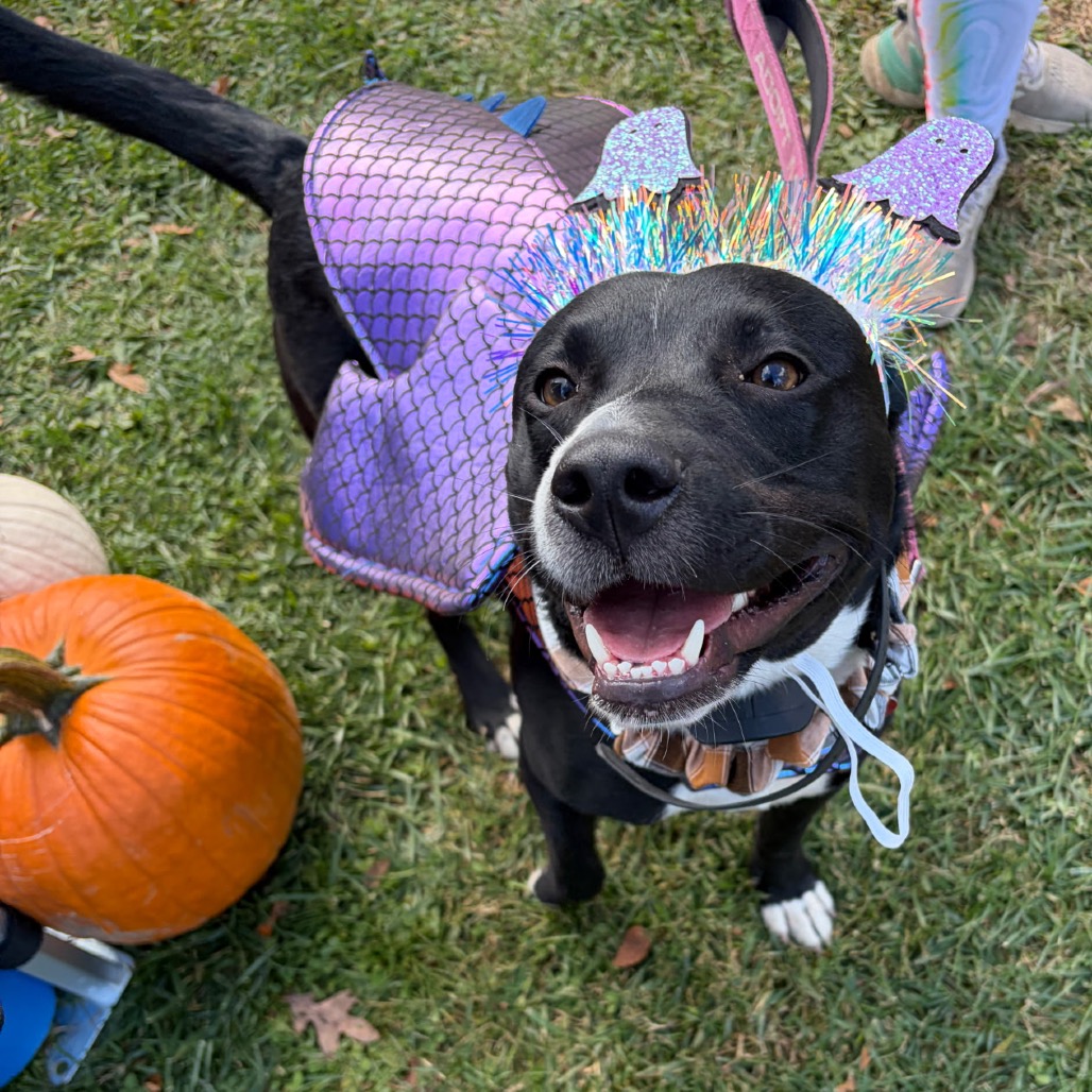 DIEGO - Cattle Dog / Retriever, Black Labrador available for adoption