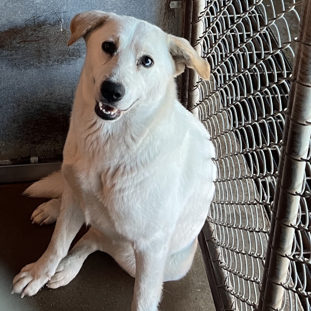 Jenna , available for adoption at PVAS