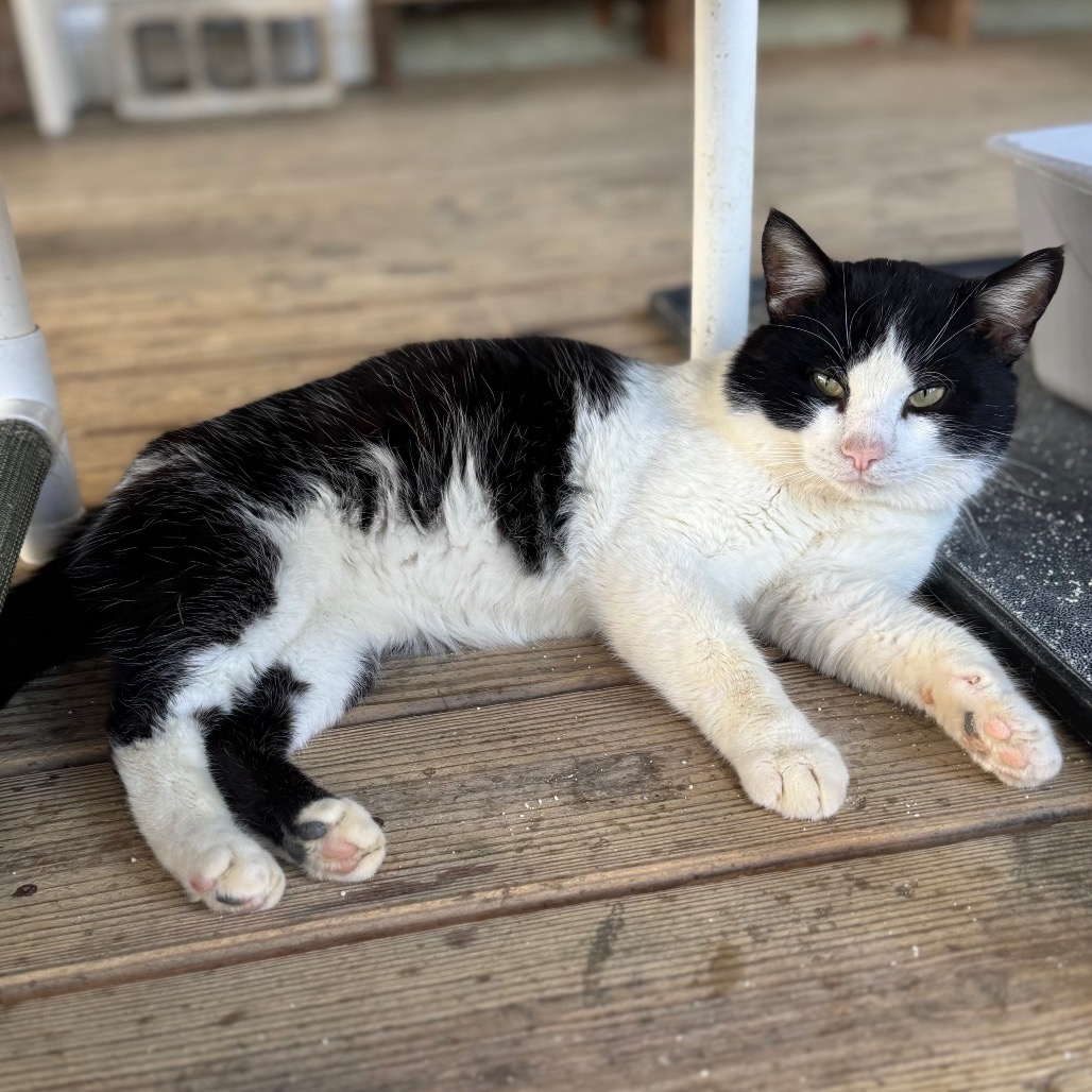 Slam Dunk — thumbnail 2