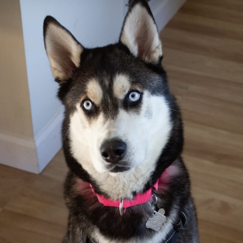 Stella