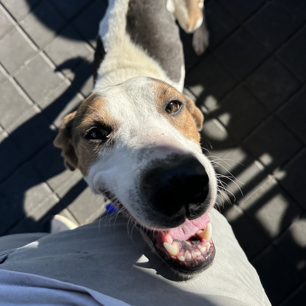 Zeke — thumbnail 4