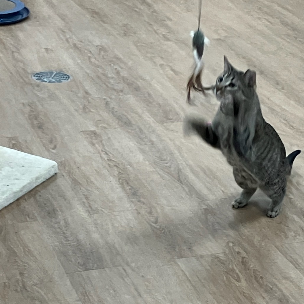 Chutney — thumbnail 4