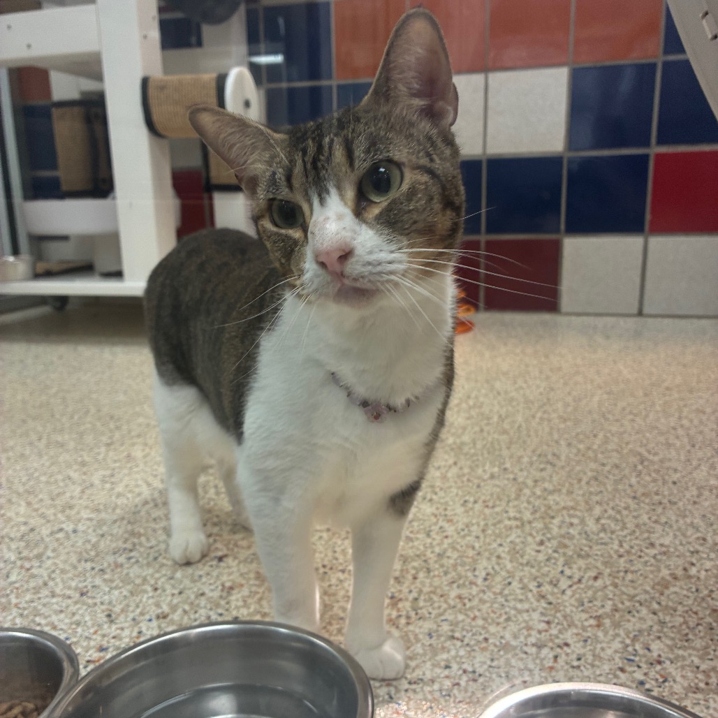 CHO-CHO - Domestic Shorthair / Mix available for adoption