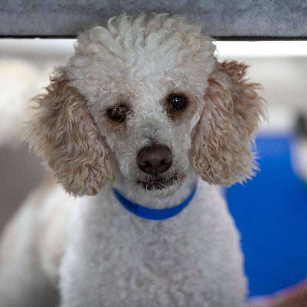 AUSTIN (JY26-56) - Poodle / Poodle available for adoption