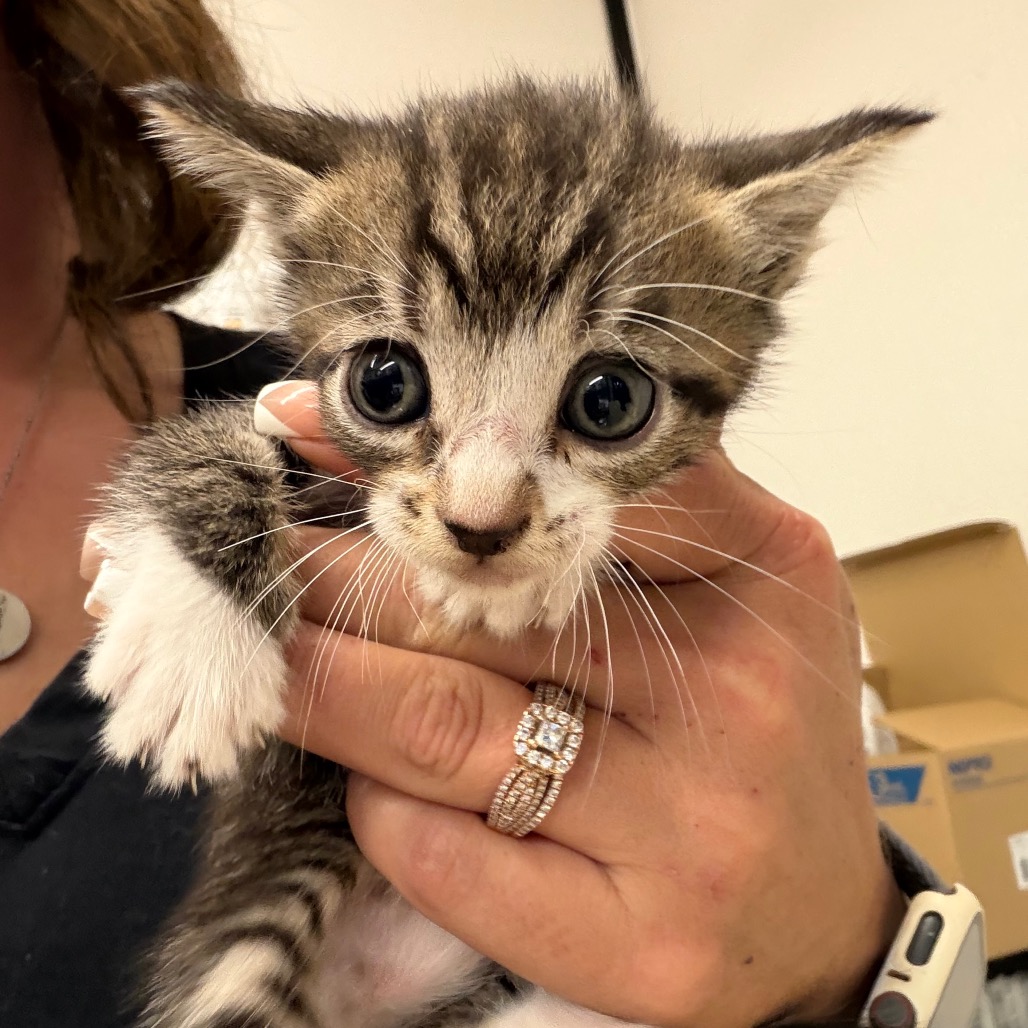 Louie, an adoptable cat at SPCA-BC