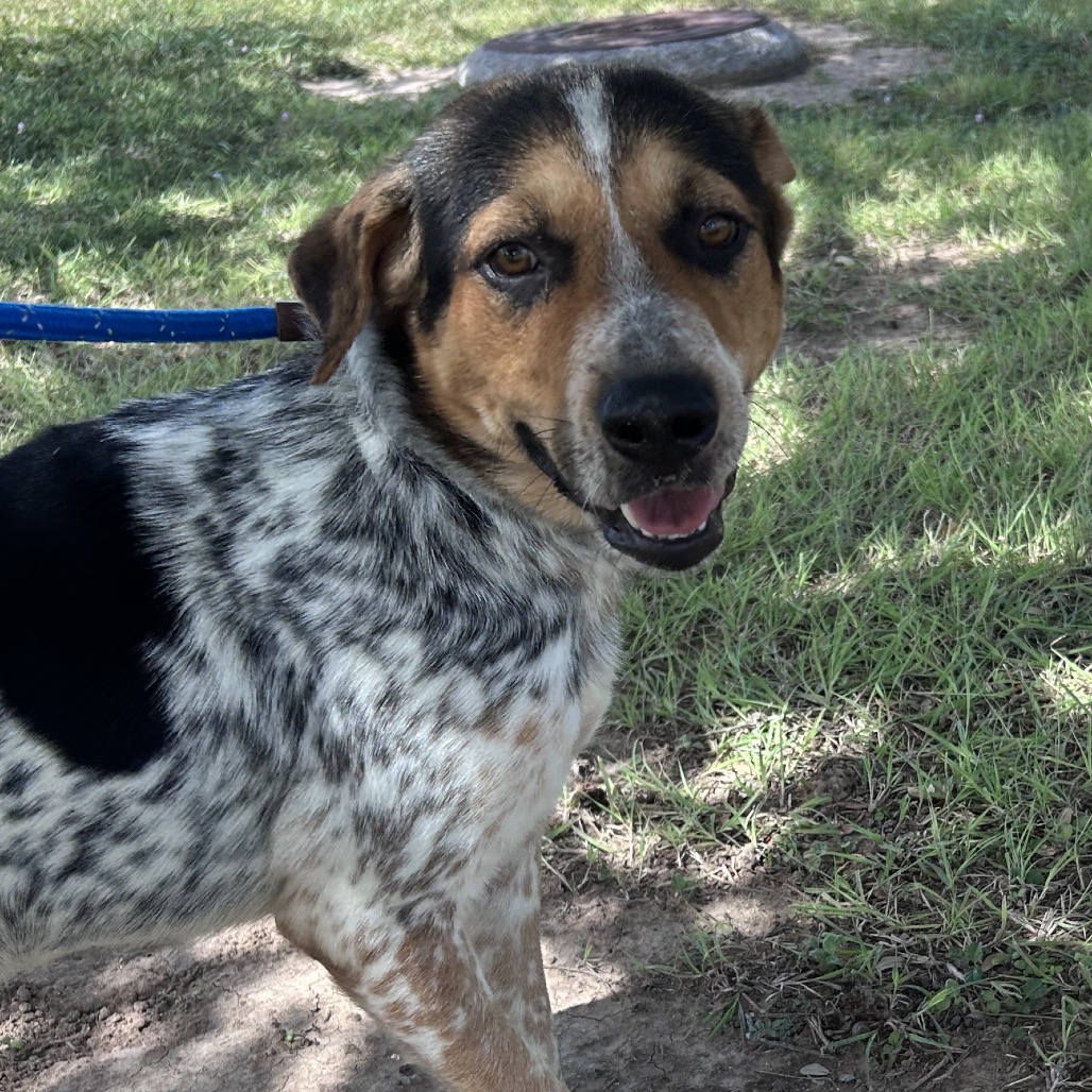 FUJI - American Blue Heeler / Shepherd available for adoption