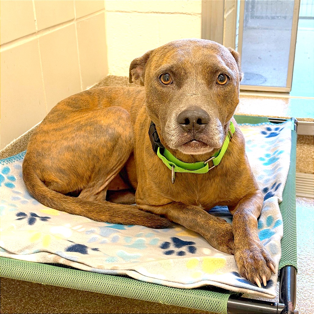 DUKE - Terrier, Pit Bull / Terrier, Pit Bull available for adoption