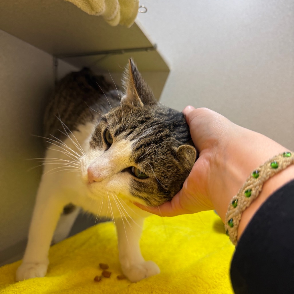 Photo of Nick Carraway 18