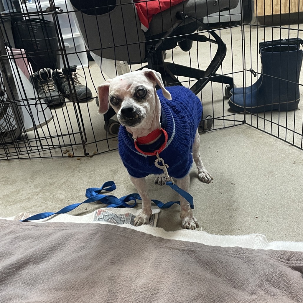 Bubble Boy — thumbnail 4