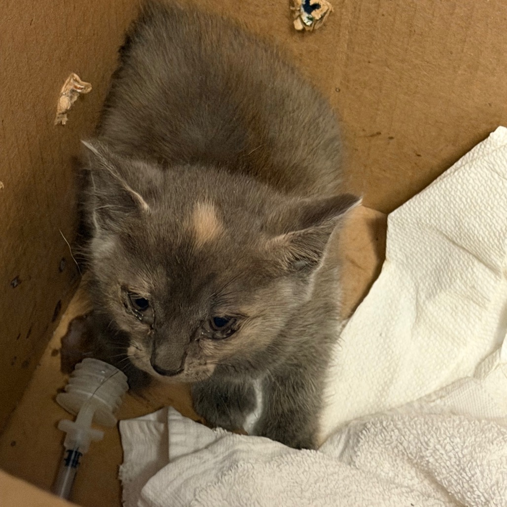 Tusc Stray 84887 2 3 4 5 6 7 8