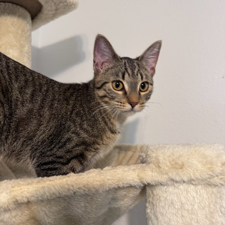 Farida--In Foster, photo 3