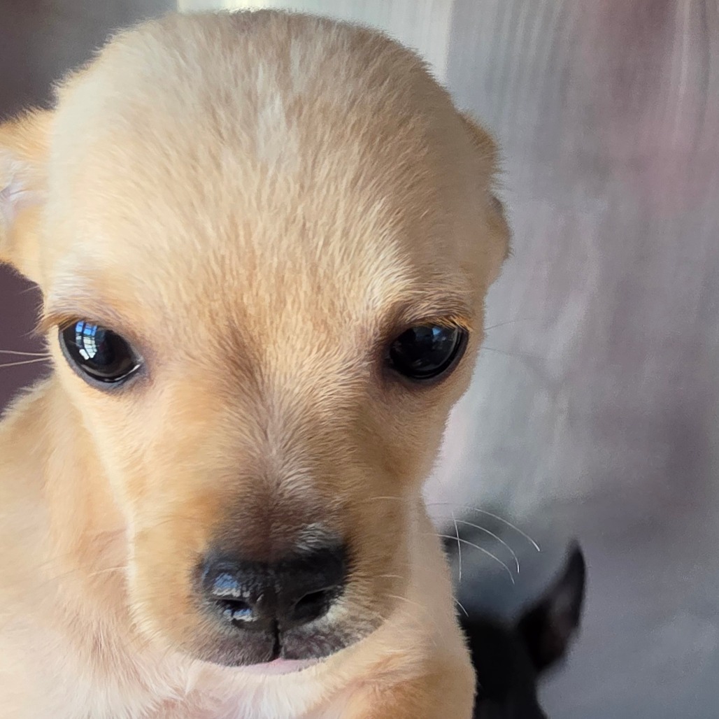 Mixed Breed