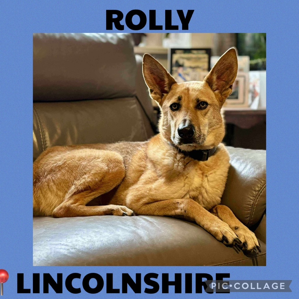 Meet Rolly Rolly is available for adoption at The Biggies' League