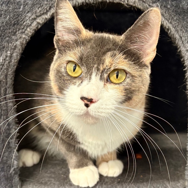 Photo of Rosaline playing