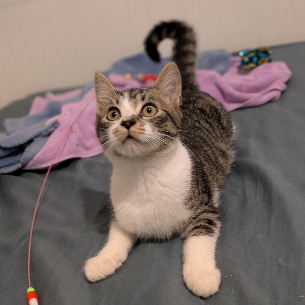 CRAYON - Domestic Shorthair available for adoption