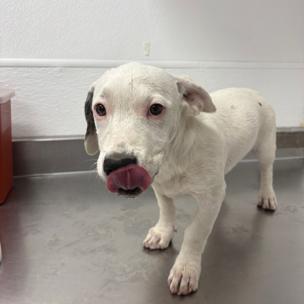 AUTUMN - Terrier, Pit Bull / Hound, Basset available for adoption