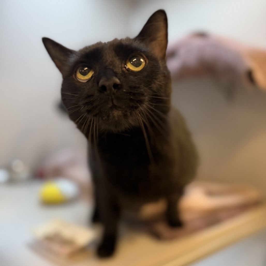 Photo of Bob Kat