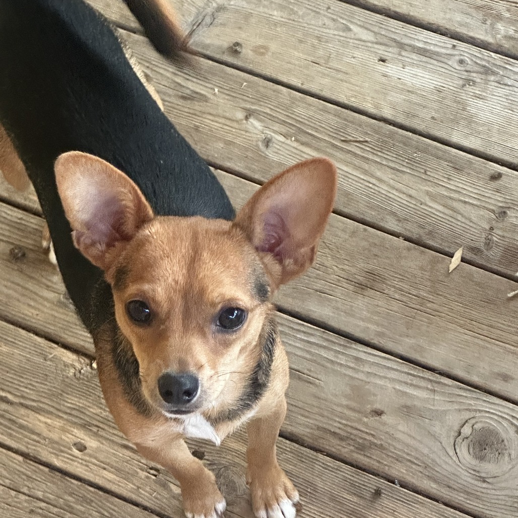 Chihuahua