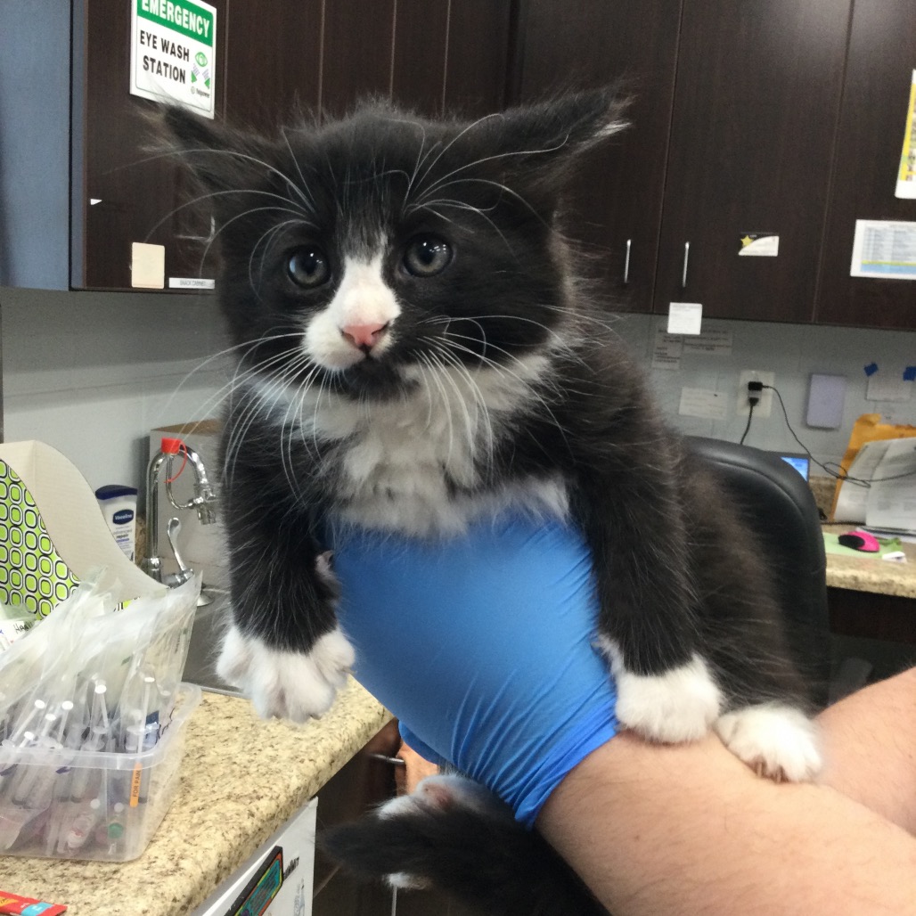 BOO - Domestic Longhair available for adoption