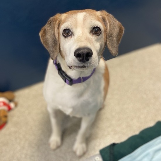 BARKLEY - Mixed Breed (Medium) / Mixed Breed (Medium) available for adoption