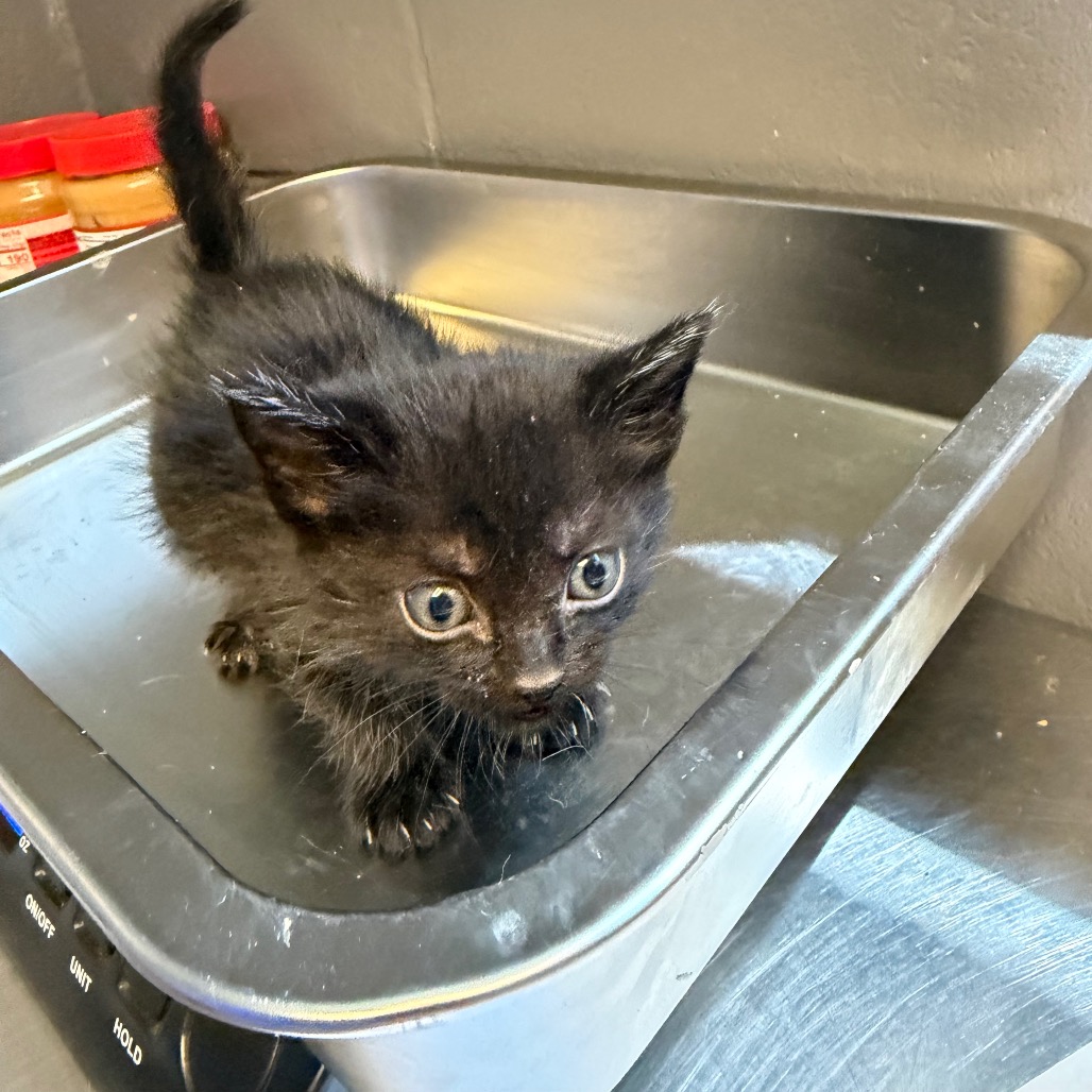 Tusc Stray 84445 2 3 4 5