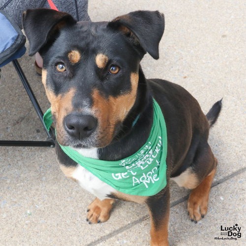 LOTTIE - Shepherd / Mix available for adoption