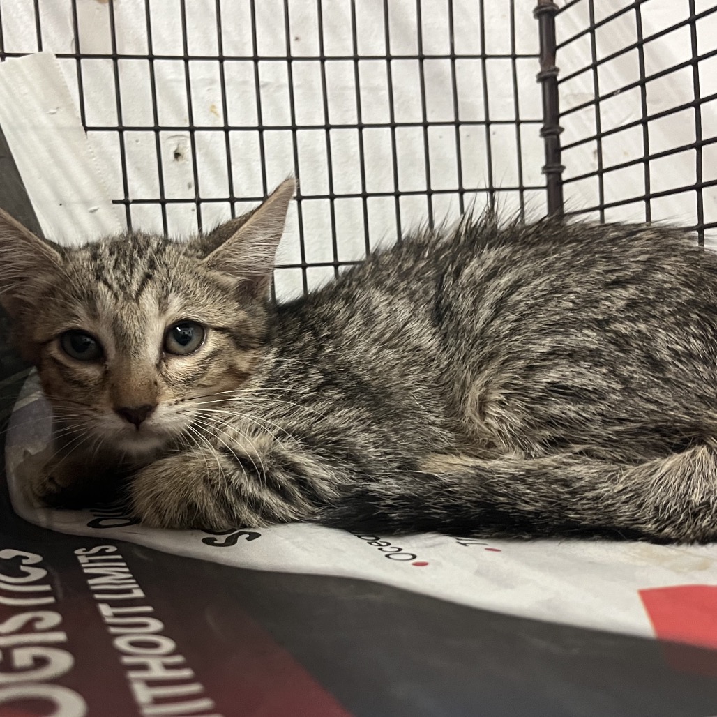 MILLIE - Domestic Shorthair available for adoption