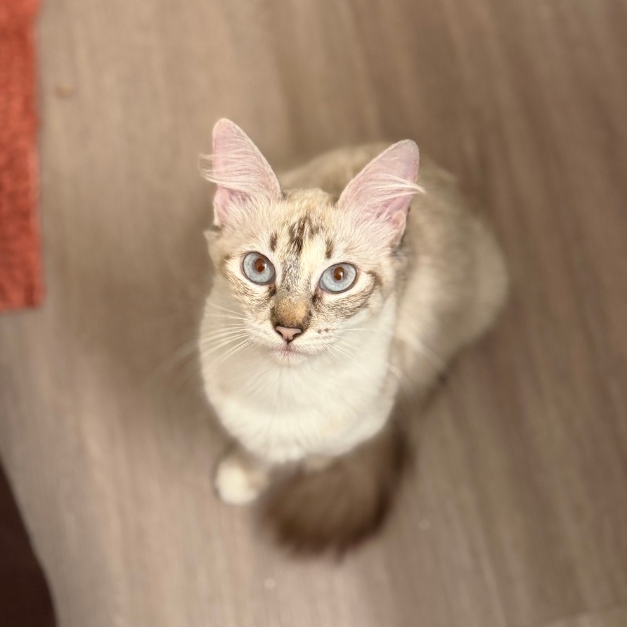 BLAZE - Domestic Medium Hair / Siamese available for adoption