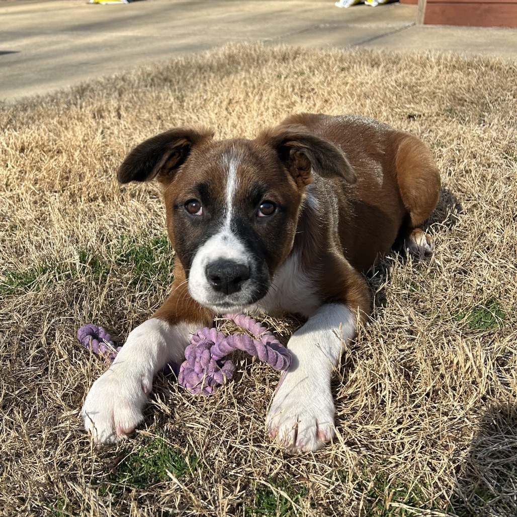 Petunia — thumbnail 2