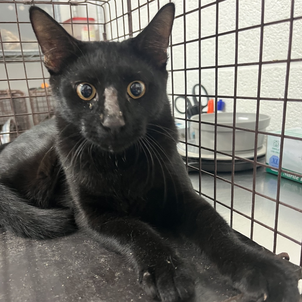 GATOR - Domestic Shorthair available for adoption