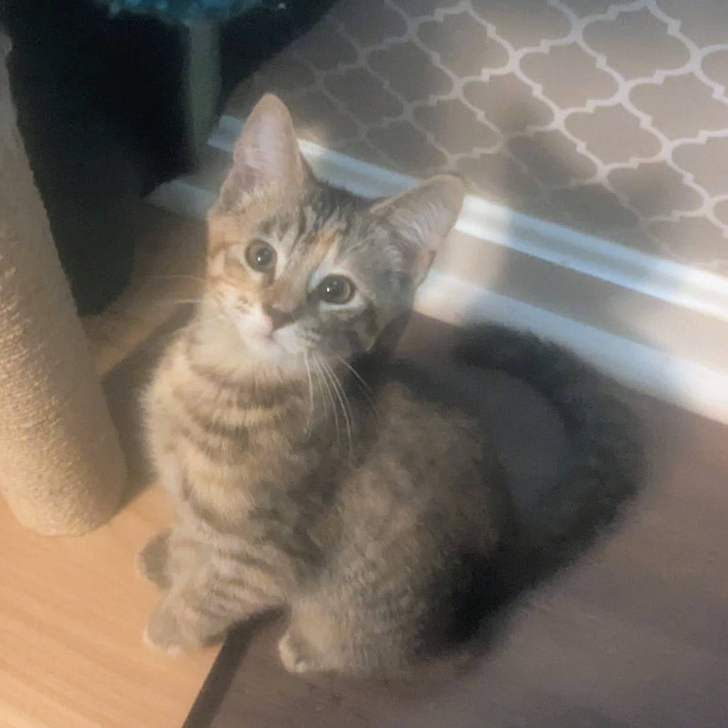GO GO JUICE - Domestic Shorthair available for adoption