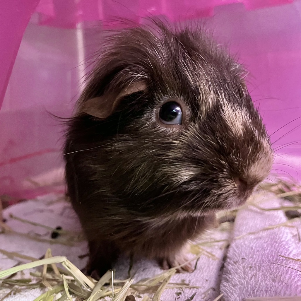 Photo of Opie and Peanut