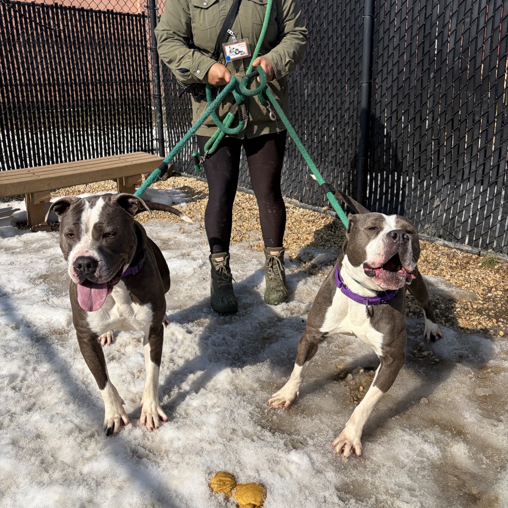 Bonnie — thumbnail 4