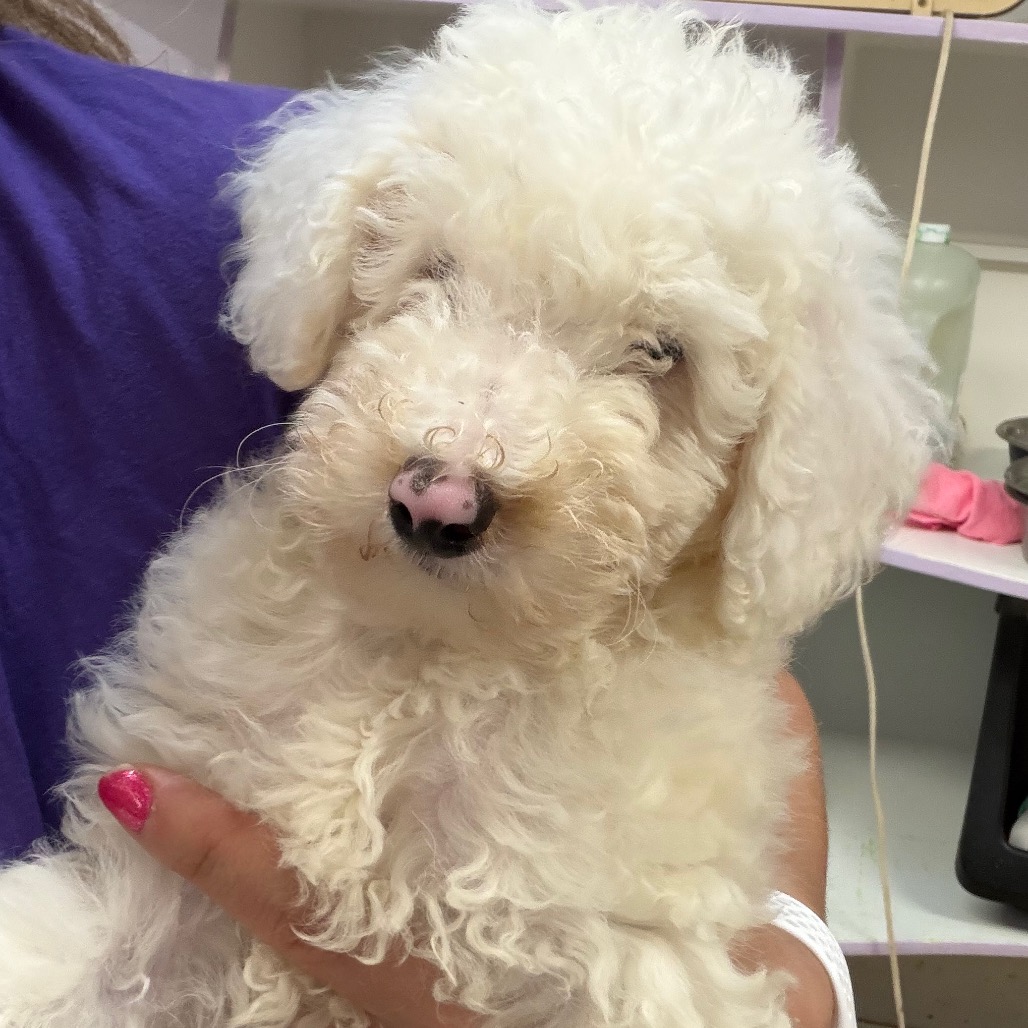 Poodle