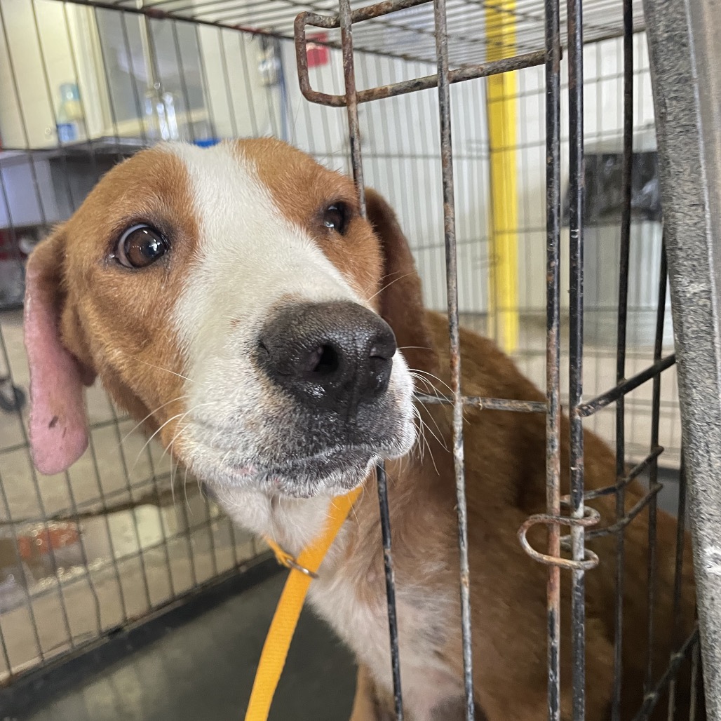 CERISE - Cattle Dog / Australian (Red Heeler) available for adoption